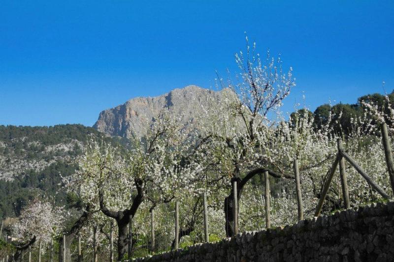 Casa Bougainvillea Soller